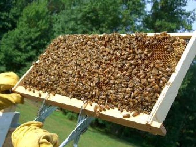 Μελισσοκομικοί Χειρισμοί