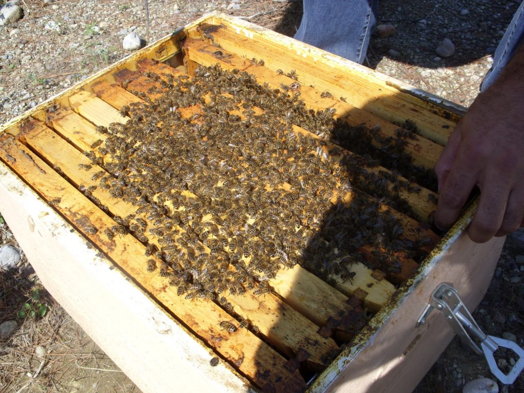 Πρόγραμμα αντικατάστασης κυψελών και οικονομικής στήριξης της νομαδικής μελισσοκομίας 2014